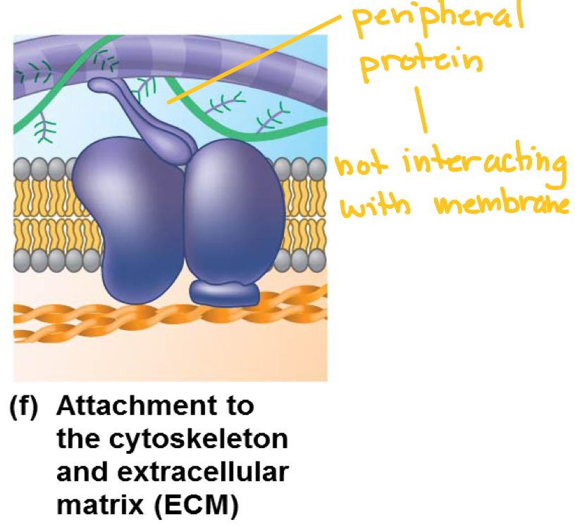 <p>peripheral proteins</p>