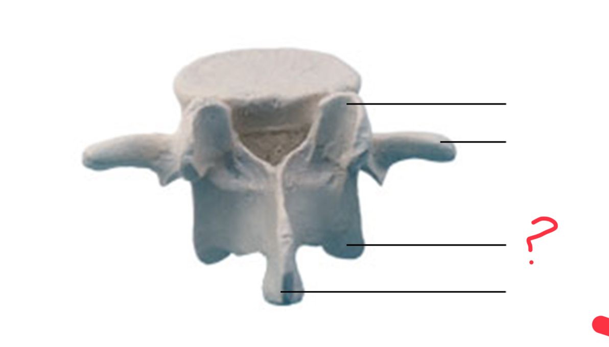 <p>inferior articular process</p>
