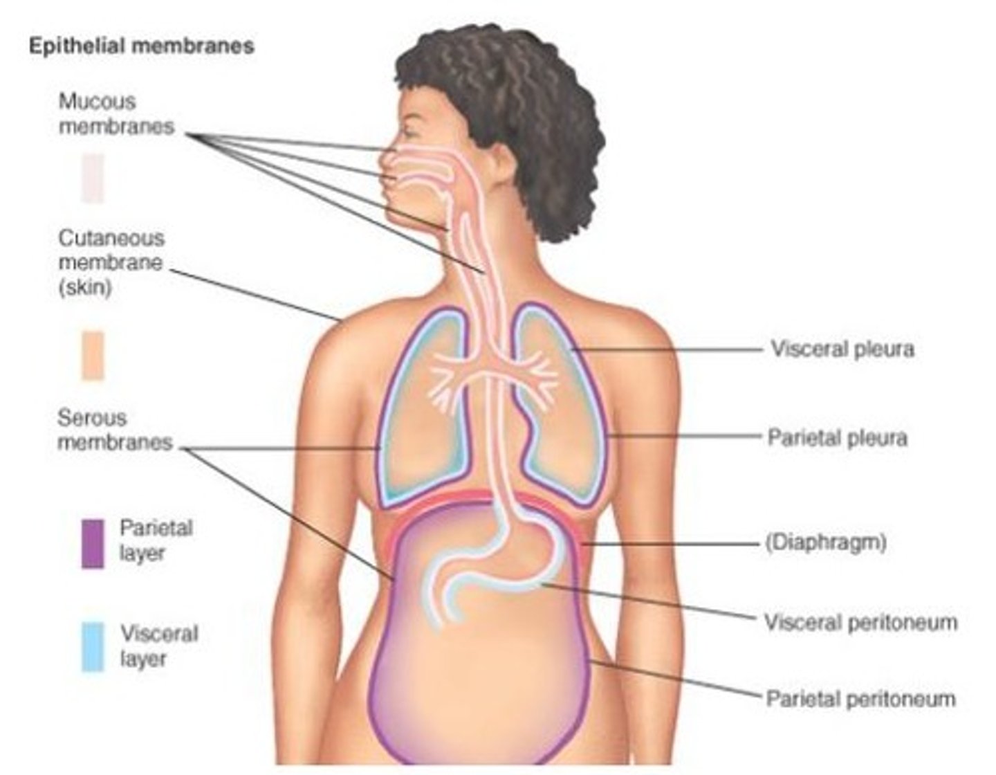 <p>A thin, sheet-like structure serving various functions related to its composition.</p>