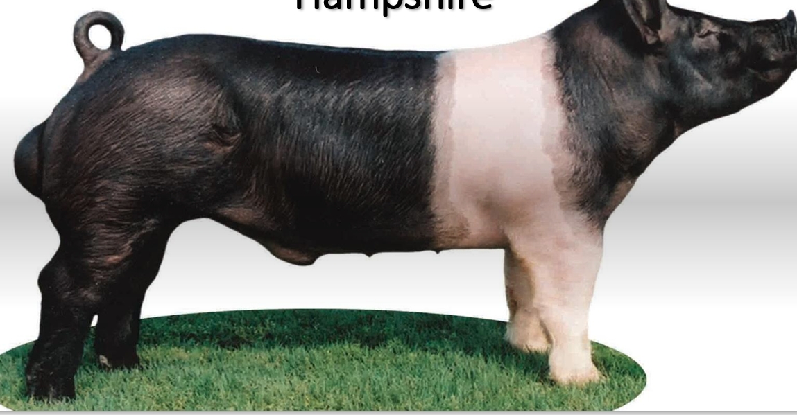 <p>“Belt around the pig”</p>