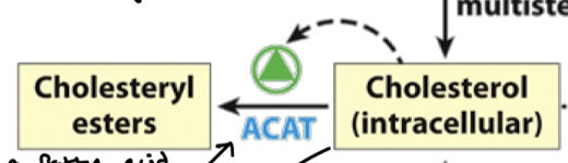 <p>ACAT is acyl-CoA-cholesterol acyl transferase. ACAT adds a fatty acid via acetylation to intracellular cholesterol to store excess cholesterol and regulate cholesterol levels within the cell. </p>