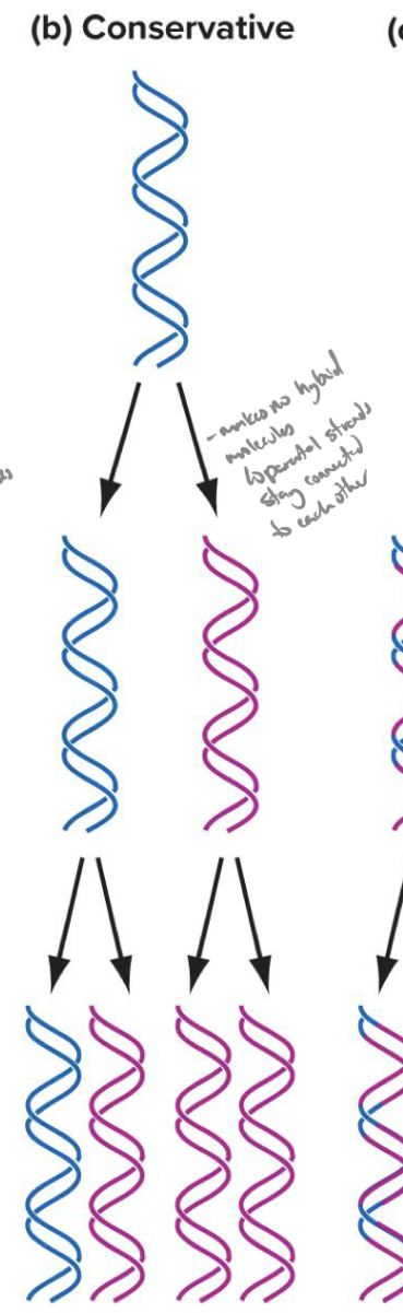 <p>parental double helix remains intact, both strands of daughter helicies are newly synthesized</p>