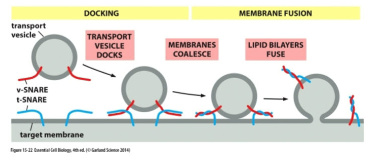 <ul><li><p><strong>v-SNAREs</strong> on vesicle</p></li><li><p><strong>t-SNAREs</strong> on target</p></li><li><p>Form a <strong>4-helix bundle</strong> to “zipper” membranes together</p></li><li><p>Squeeze out water → allow membrane fusion</p></li></ul><p></p>