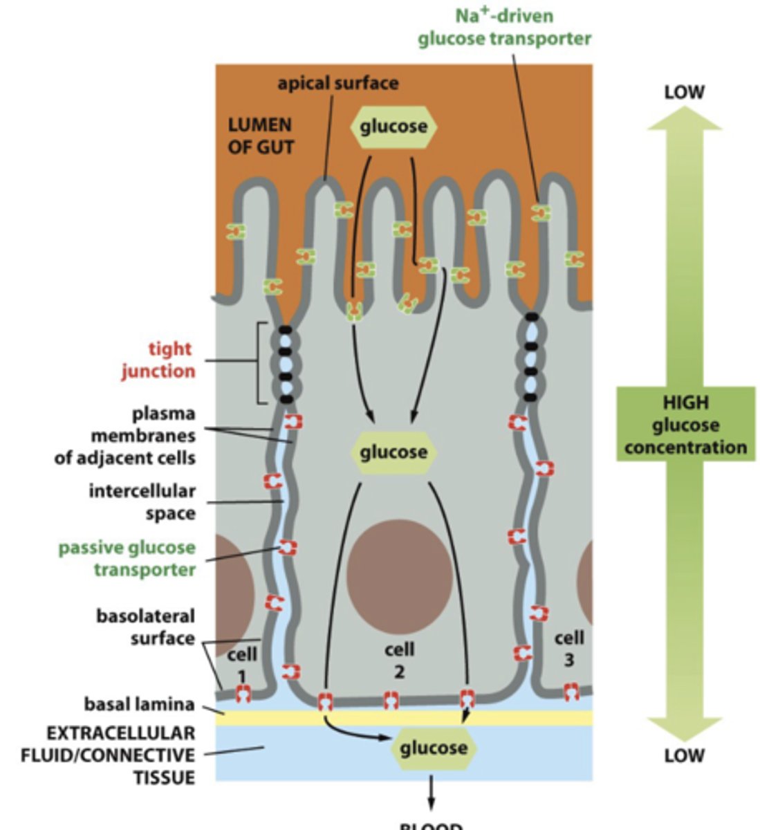<p>epithelia are structurally polarized, attached to one tissue on basal side and to “extracellular fluid” on other </p>