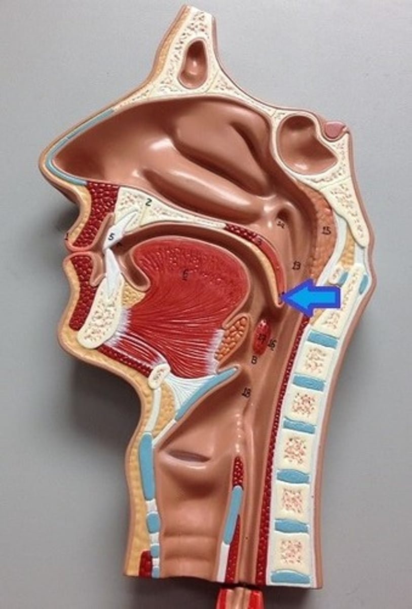 <p>What is this body feature?</p>