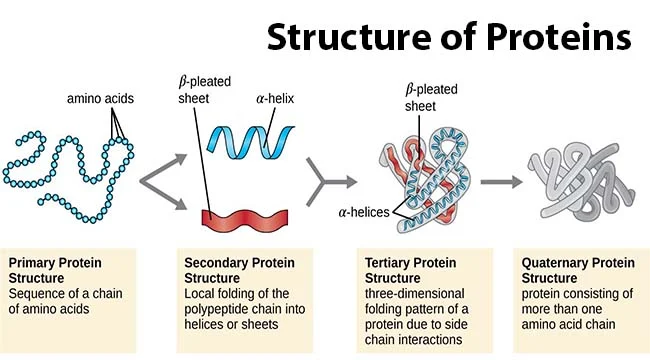 <p>-protein consisting of more than one amino acid chain</p><p>-backbone H-bonds stabilize a-helices &amp; B sheets</p>