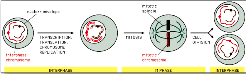 <p>Chromatin se během buněčného cyklu mění z dekompaktní formy v interfezi na kompaktní strukturu ve fázi mitózy, což usnadňuje rozdělení chromozomů. </p>