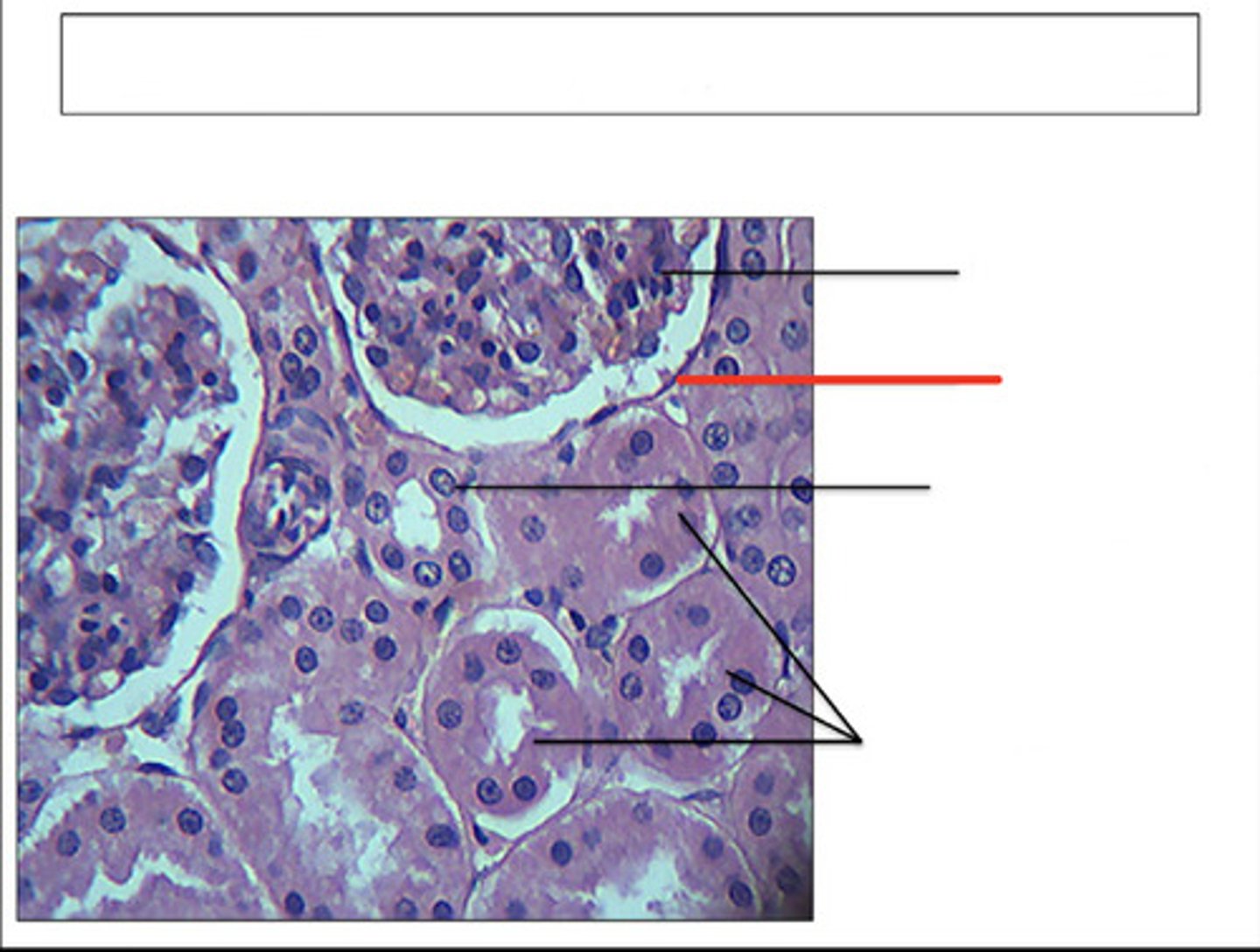<p>identify this structure and organ</p>
