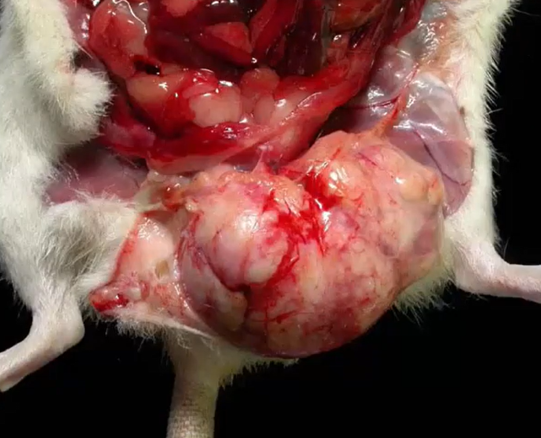 <p>Rat. MDX. </p>