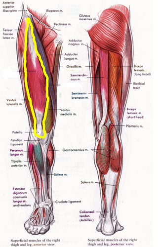 <ol><li><p><span style="background-color: transparent;"><span>Extesnors (nateriro )</span></span></p><ol><li><p><span style="background-color: transparent;"><span>Rectus femoris </span></span></p></li><li><p><span style="background-color: transparent;"><span>Vastus lateralis</span></span></p></li><li><p><span style="background-color: transparent;"><span>Vastus medialis</span></span></p></li><li><p><span style="background-color: transparent;"><span>Vastus intermediaus </span></span></p></li></ol></li><li><p><span style="background-color: transparent;"><span>Flexors </span></span></p><ol><li><p><span style="background-color: transparent;"><span>Semimembranosus*</span></span></p></li><li><p><span style="background-color: transparent;"><span>Biceps femoris*</span></span></p></li><li><p><span style="background-color: transparent;"><span>Sartorius*</span></span></p></li><li><p><span style="background-color: transparent;"><span>Popliteus*</span></span></p></li><li><p><span style="background-color: transparent;"><span>Gastrocnemius</span></span></p></li><li><p><span style="background-color: transparent;"><span>Plantaris (when present)</span></span></p></li></ol></li></ol><p></p>