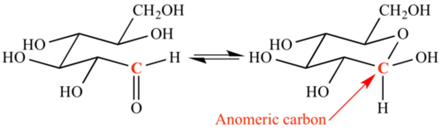 <p>(C) anomeric</p><p>The carbon that was attacked by the OH group is known as the anomeric carbon.</p>
