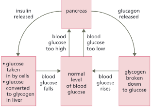 <p>Control of blood glucose concentration is an example of __________ _________.</p>
