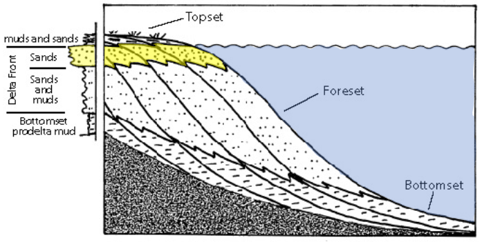 <ul><li><p>as shoreline migrate they produce a succession of facies that record the shallowing upwards</p></li><li><p>deposits coarsen upwards</p></li><li><p>delta front sands overlie silty foresets and muddy bottomsets</p></li></ul>