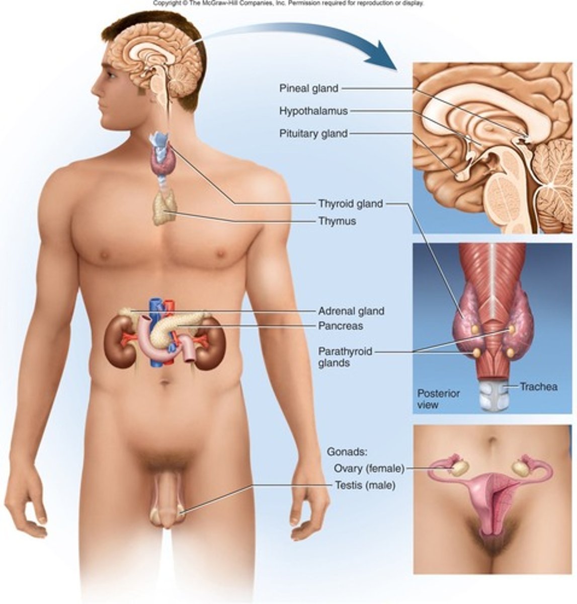 <p>Glands that secrete hormones directly into the bloodstream.</p>