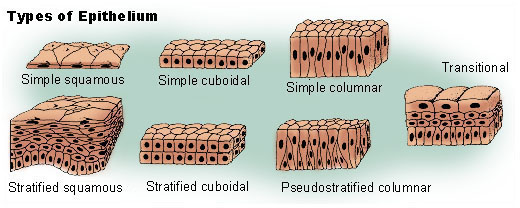 <p>Multiple layering of epithelial cells.</p>