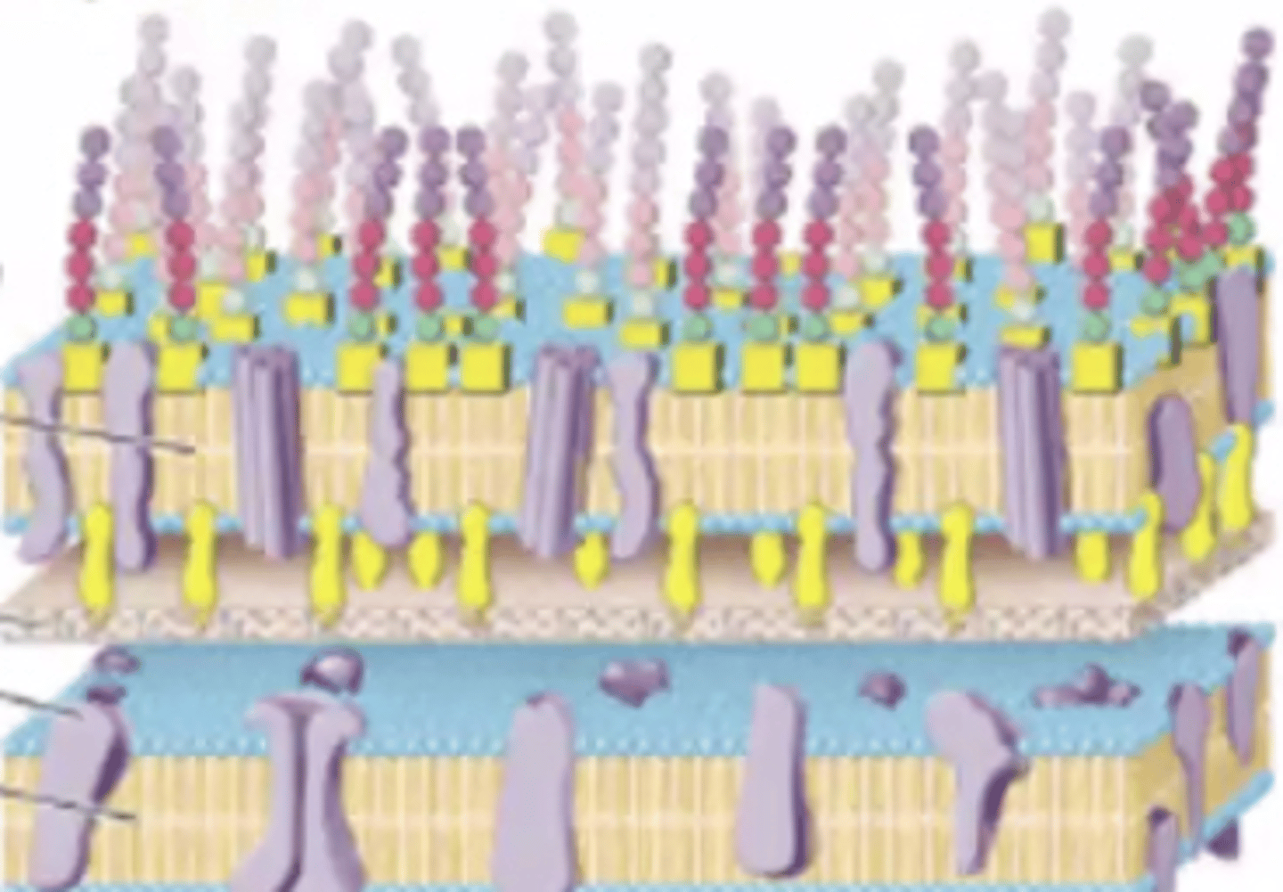 <p>Based on the structure of the cell wall, is this a gram-negative or a gram-positive bacterium?</p>