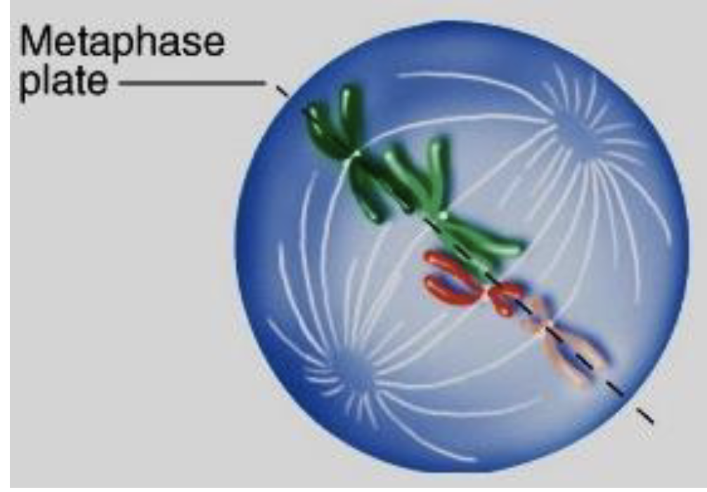 <p>which phase in mitosis?</p>