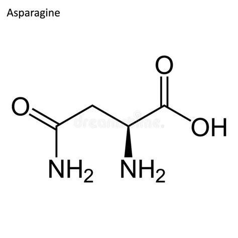 <ul><li><p>Amide side chain</p></li><li><p>Polar, uncharged</p></li><li><p><strong>N-linked glycosylation</strong></p></li></ul><p></p>