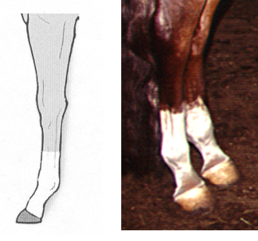 <p><span>A marking which extends around the leg, from the coronet halfway up the cannon bone, or halfway to the knee on the foreleg or halfway to the hock on the back leg</span></p>
