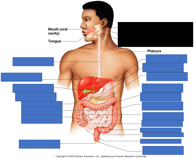 knowt flashcard image