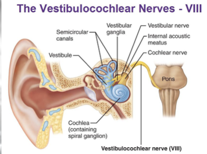 <p>origin: pons/medulla junction </p><p>function: </p><ul><li><p>SSA: hearing and balance </p></li></ul><p>problem(s): hearing loss; balance problems; acoustic neuroma </p><p></p>