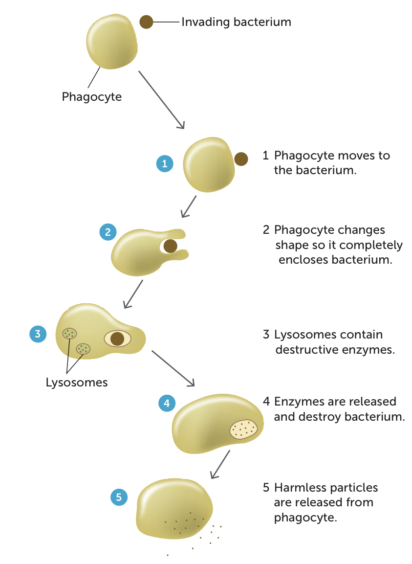 <ul><li><p><span>Action of Phagocytes: action of white blood cells attacking and engulfing pathogens. Phagocytes are specialised white blood cells that engulf &amp; digest micro-organisms and cell debris. Types of cells that are:</span>&nbsp;</p></li><li><p><span>phagocytic: monocytes/macrophages, neutrophils (WBCs), dendritic cells.</span></p><ul><li><p><span>This eliminates many pathogens before and infection has a chance to take hold.</span></p></li><li><p><span>Tissue becomes inflamed </span><span data-name="arrow_right" data-type="emoji">➡</span><span> monocytes leave blood, enter tissue &amp; differentiate into macrophages (large phagocytic cells).</span></p></li><li><p><span>Remove microbes and dying cells</span></p></li></ul></li><li><p><span>Macrophages either:</span></p><ul><li><p><span>Move through tissues looking for and destroying pathogens.</span></p></li><li><p><span>Are fixed in one place and only deal with pathogens that come to them.</span></p></li></ul></li><li><p><span>Dendritic cells:</span></p><ul><li><p><span>Cells that have the ability to detect, engulf and process foreign particles.</span></p></li><li><p><span>They use this information about ingested particles to assist with specific immunity.</span></p></li></ul></li></ul><p></p>