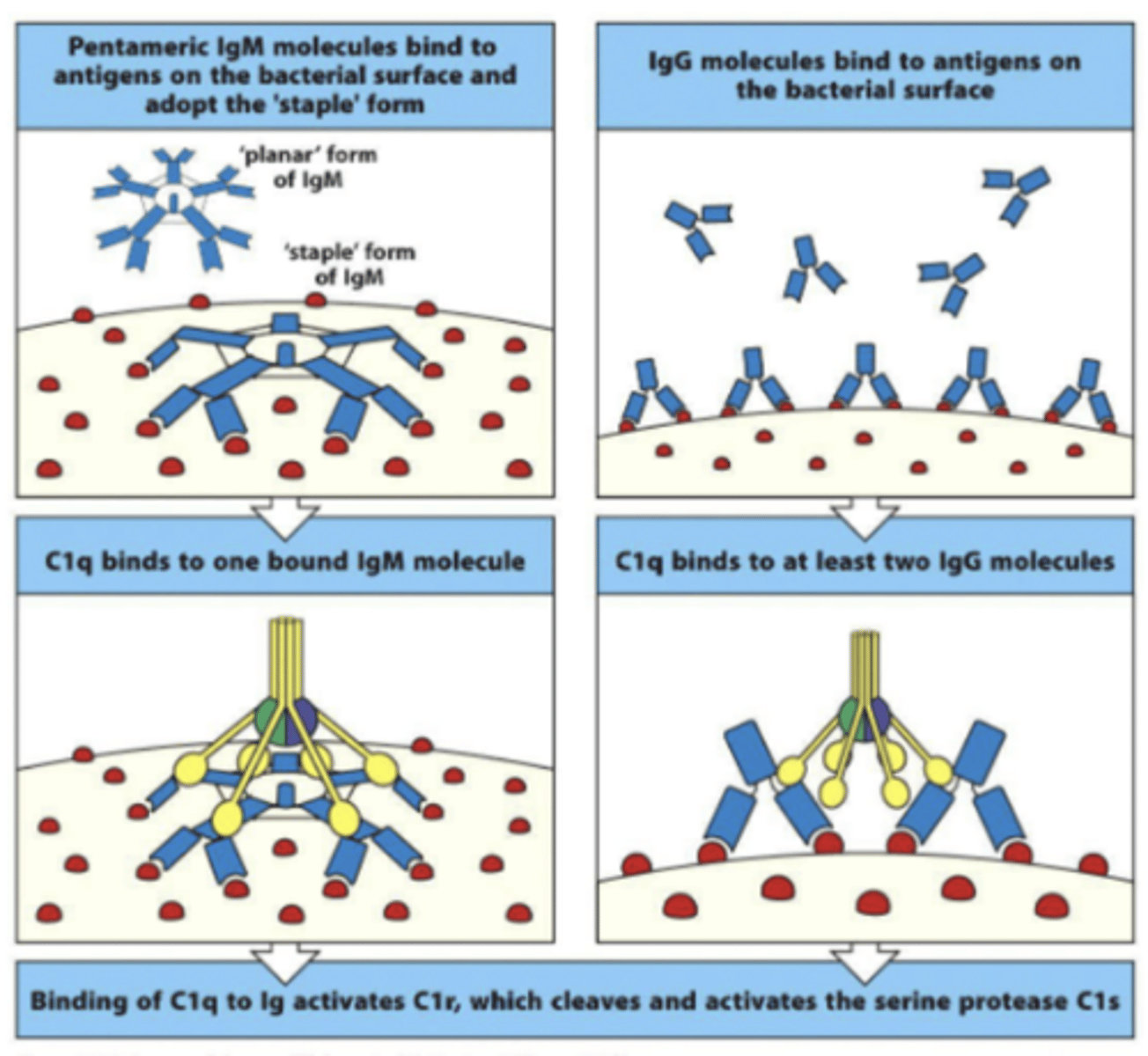<p>its pentameric structure</p>