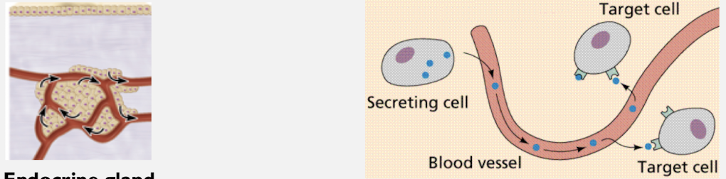 <p>Endocrine gland</p>