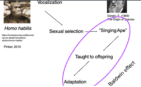 <ul><li><p class=""><strong>Early vocalizations</strong> were:</p><ul><li><p class=""><strong>Taught to offspring</strong> (culturally transmitted)</p></li><li><p class="">Used for <strong>social bonding or display</strong></p></li></ul></li><li><p class="">Over time, this behavior:</p><ul><li><p class="">Became subject to <strong>sexual selection</strong> (more complex/appealing vocalizers reproduced more)</p></li><li><p class="">Led to the emergence of a <strong>“singing ape”</strong>: proto-humans with richer vocal abilities</p></li></ul></li><li><p class=""><span data-name="dna" data-type="emoji">🧬</span> <strong>Result</strong>:</p><ul><li><p class="">Vocal learning became an <strong>adaptation</strong>, biologically supported and passed on genetically</p></li><li><p class=""><strong>Feedback loop</strong>: cultural teaching → selective advantage → biological adaptation → more teaching</p></li></ul></li></ul><p> </p><p> <span data-name="repeat" data-type="emoji">🔁</span> Key Mechanism: <strong>Baldwin Effect</strong> </p><ul><li><p class="">Learned behavior (like vocal imitation) leads to <strong>biological adaptation</strong> over time due to <strong>selection pressures</strong>.</p></li></ul><p></p>