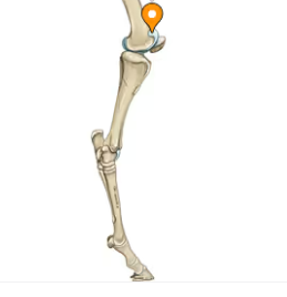 <p>Vad är markerat som ett utskott på knäskålsrullen?</p>