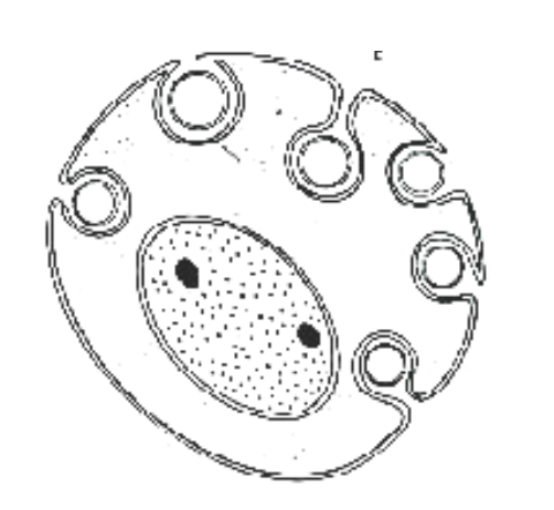<p>Majority of Schwann cells form _______ around _______ THIS IS NOT MYELIN!</p>