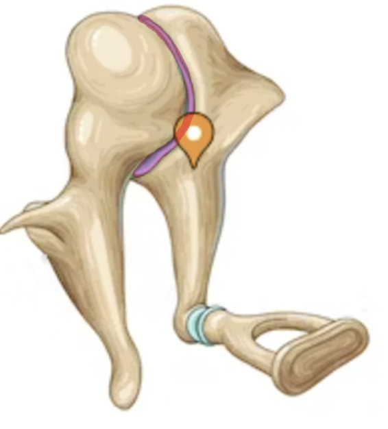 <p>What ossicle joint is highlighted in pink?</p>