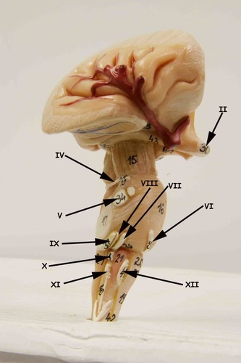 <p>V</p>