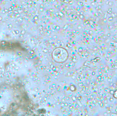 <p>Professor: Dr. Glena Fe A. Yapchulay-Alcabasa</p>