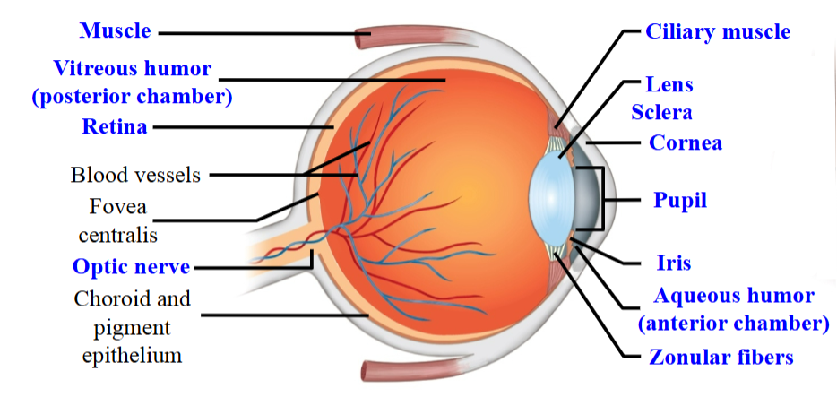 <ul><li><p>The region where the sclera becomes clear at the front region of the eye. </p></li><li><p>Light waves refract and (hopefully) converge in the area where photoreceptors are packed.</p></li><li><p>The cornea is static and cannot change - light passes through and refracts a certain amount. </p></li></ul><p></p>