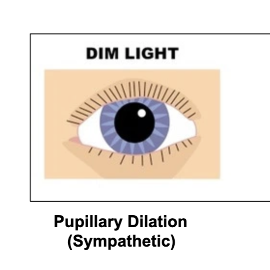 <p>it dilates.</p><p>(photoreceptor <strong>rods</strong> are in charge of this)</p>