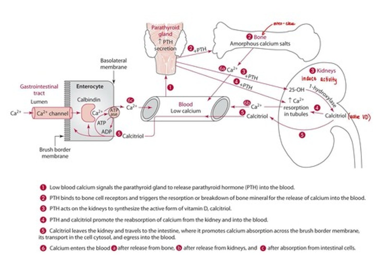 <p>Extracellular calcium concentrations are tightly regulated by PTH, calcitriol, and calcitonin.</p>