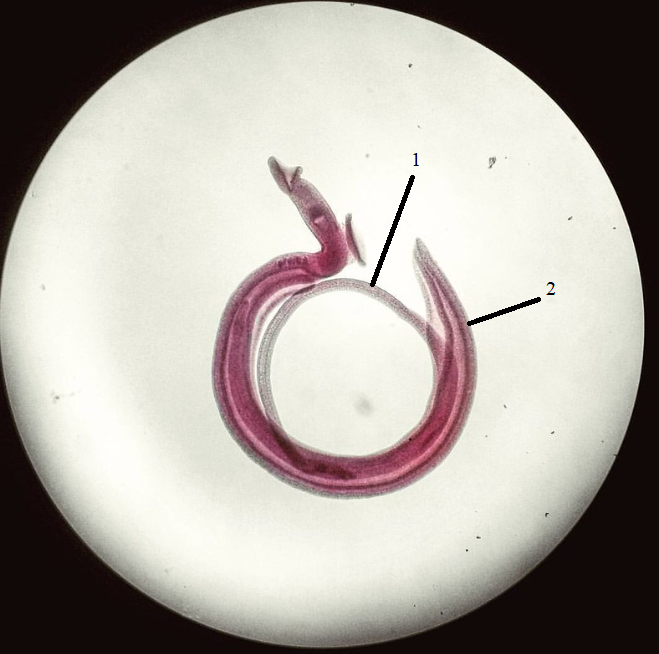 <p>Phylum?Class?<br>Symmetry? Tissue type?<br>Cavity?<br>identity?<br>1 (sex?)<br>2 (sex?)</p>