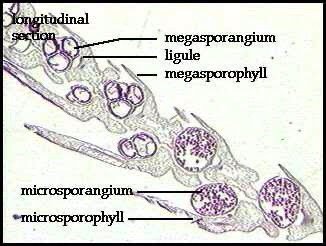 Megasporophyll