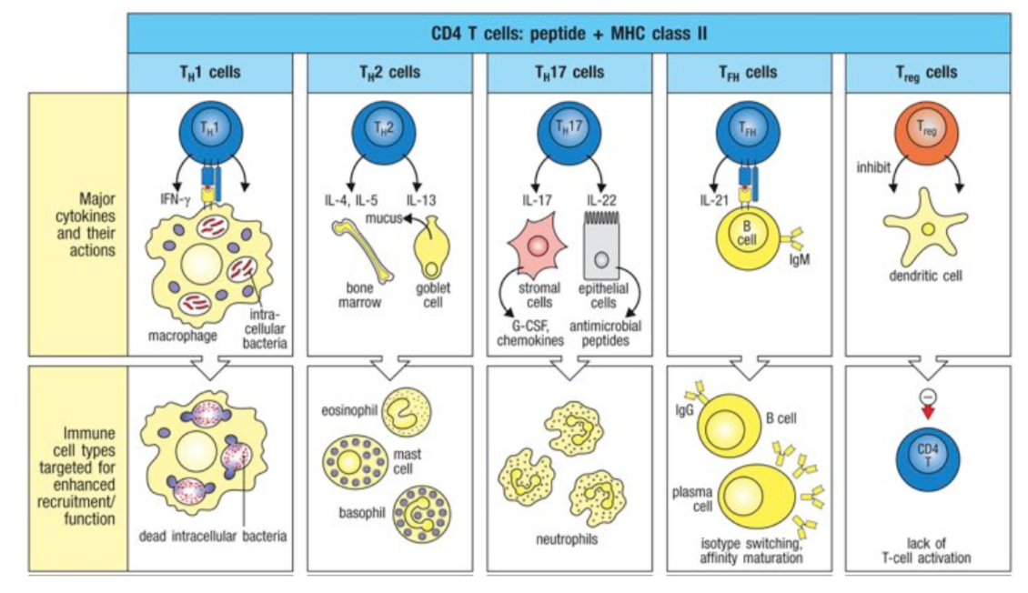 <ul><li><p>fate-specifying cytokines: IFN-gamma, IL-12, and receive from ILC1</p></li><li><p>produce: IFN-gamma</p></li><li><p>regulate: TFH cell pathway</p></li></ul><p>effect: macrophage activation, inflammation, opsonizing IgG isotypes effect onto: macrophages -&gt; kill dead intracellular bacteria</p>