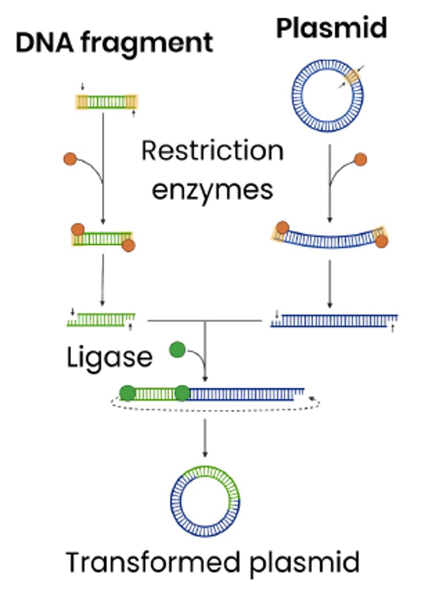 <p>1. Restriction endonucleases cut vector DNA</p><p>○ Same enzyme used that cut the gene out so vector DNA &amp; fragments have 'sticky ends' that can join by complementary base pairing</p><p>2. DNA ligase joins DNA fragment to vector DNA</p><p>○ Forming phosphodiester bonds between adjacent nucleotides</p>