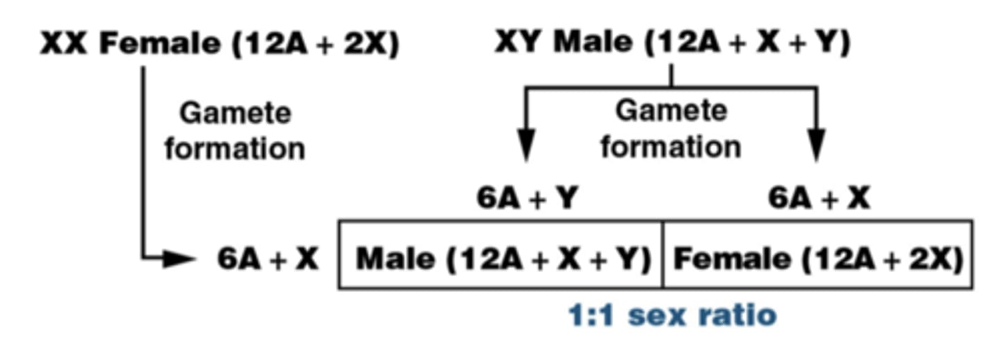 <p>-female gametes all have an X chromosome</p><p>-male gametes have either an X or a Y chromosome</p>