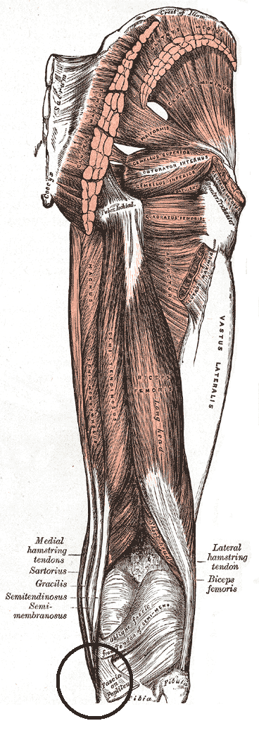 <p>Pes Anserinus</p>