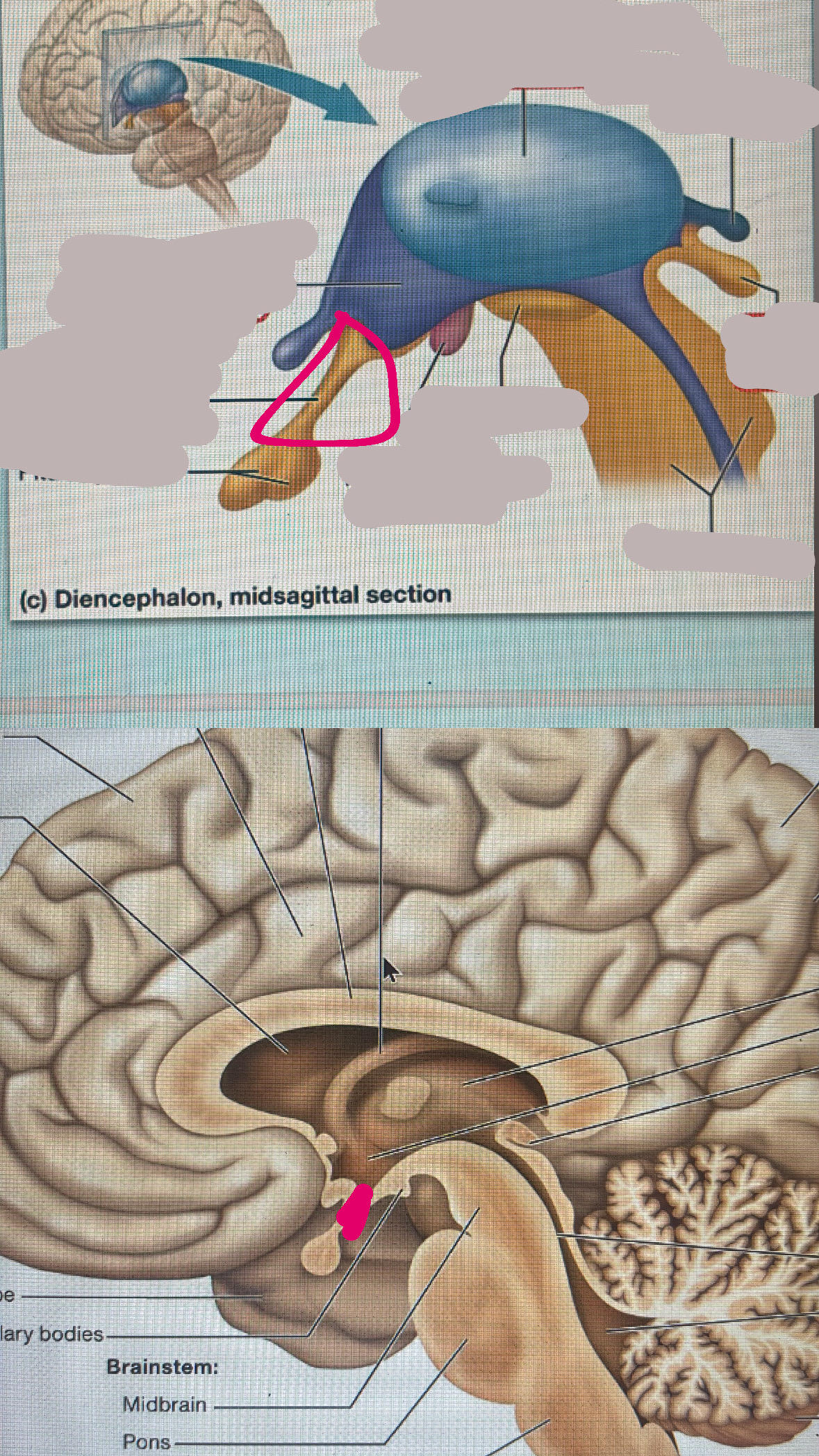 <p>pituitary glad is connected to it</p>