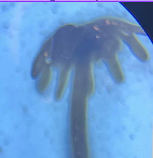 <p>What is the structure and it’s Genus in the photo?</p>