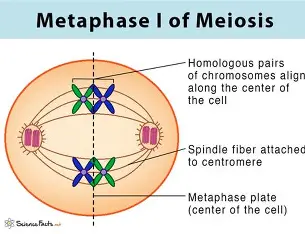 <p>spindle fibers attach, independent assortment occurs, tetrads line up along metaphase plate </p>