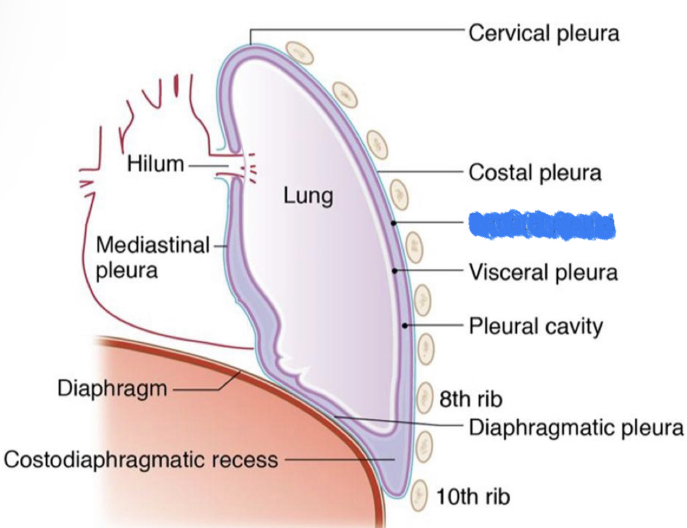 What structure is highlighted in blue?