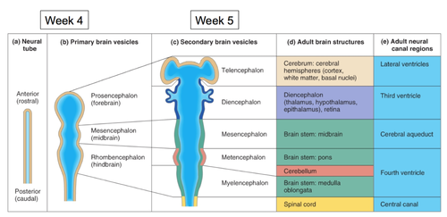 <p>neural tube forms by 4th week </p><p>forms 3 bulges to make 3 primary vesicles: </p><ul><li><p>prosencephalon&nbsp;</p></li><li><p>mesencephalon&nbsp;</p></li><li><p>rhombencephalon&nbsp;</p></li></ul><p></p>