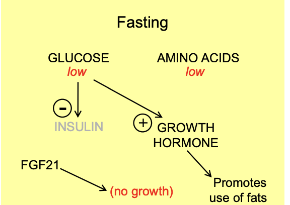 <ul><li><p>insulin has important<strong> permissive effects</strong> on growth:</p><ul><li><p>IGF-1 production by the liver</p></li><li><p>reducing leverls of some IGF binding proteins</p><ul><li><p>→ increases the level of free and effective IGF-1</p></li></ul></li></ul></li></ul><p></p>