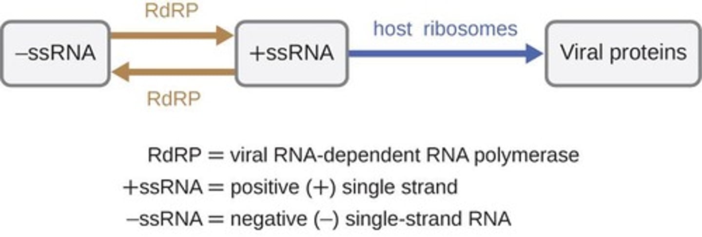 <p>An unusually high level of sense CHS mRNA is recognized by the cell as abnormal</p><p>RNA-dependent RNA polymerase (RdRp)uses some of this CHS mRNA as a template to make a complementary antisense strand</p><p>As a result, both sense and antisense CHSRNA are present, which pair together to form double-stranded RNA (dsRNA)</p>